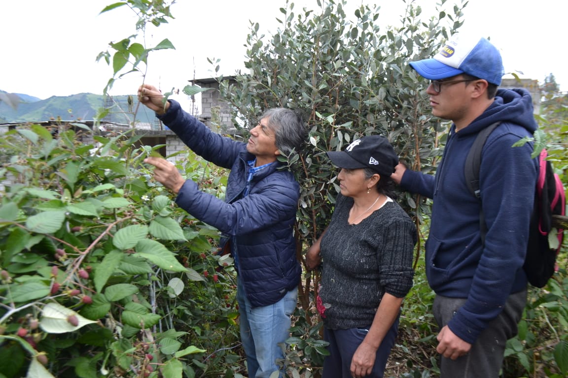 Parroquia Sucre fortalece la producción de mora