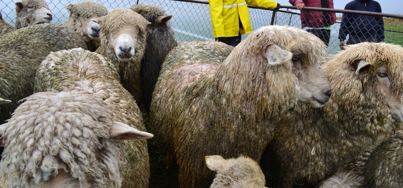 CRIANZA DE GANADO OVINO