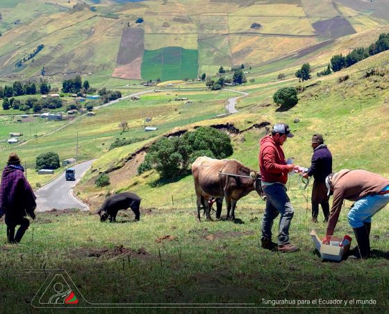 La salud del ganado sostiene el futuro de las familias en Pilahuín.