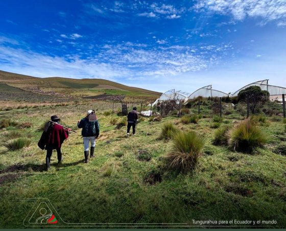 En Rumipata invernadero comunitario fortalece la vida,la producción y cultiva el futuro