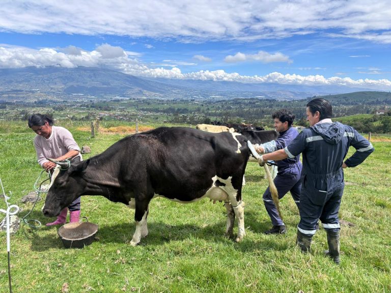 vacas 2