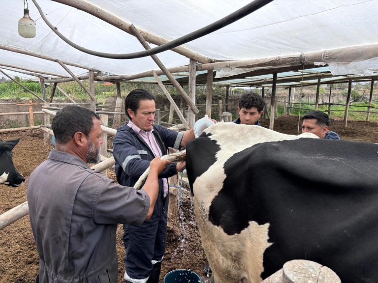 vacas 5