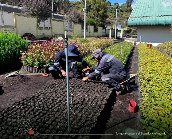 Vivero Provincial fortalece la Gran Minga Provincial “Tungurahua Somos Todos”