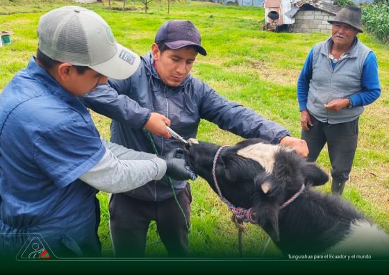 Más salud y productividad para el ganado de Huambaló