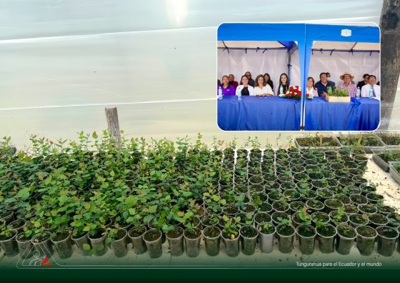 ¡300 PLANTAS DE ARÁNDANO SIEMBRAN FUTURO EN TUNGURAHUA!